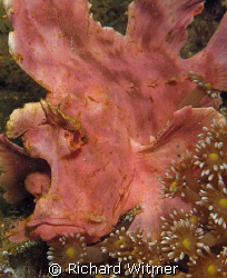 Cheer Up! Rhinopias at Lembeh Strait. Canon G9/Ikelite DS... by Richard Witmer 